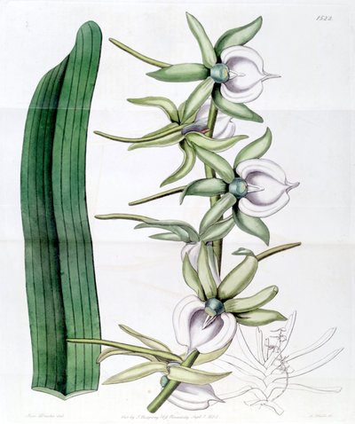 Angraecum eburneum de Miss Drake